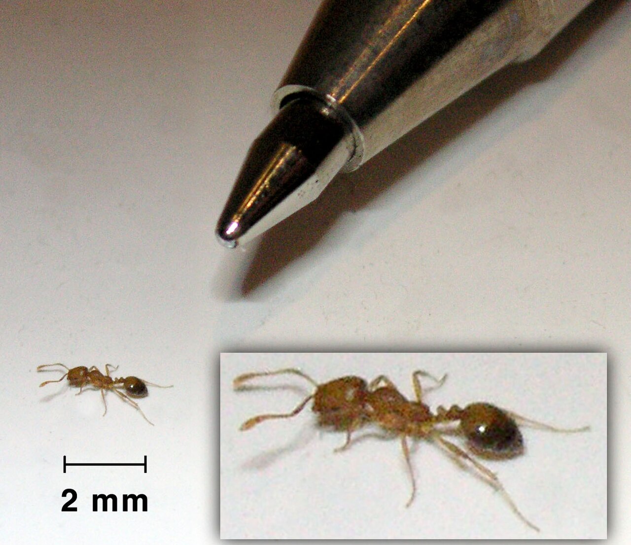 Pharaoameisen (Monomorium pharaonis)