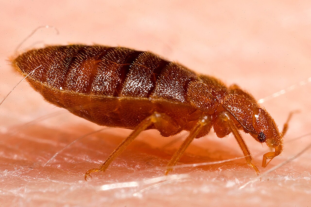 Erwachsene Bettwanze (Cimex lectularius) nach einer Blutmahlzeit