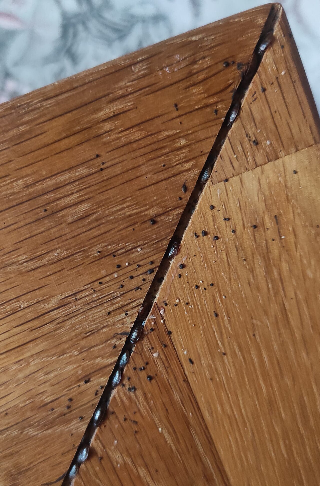 Bettwanzen mit Kotpunkten in einer Holzfuge am Bettgestell