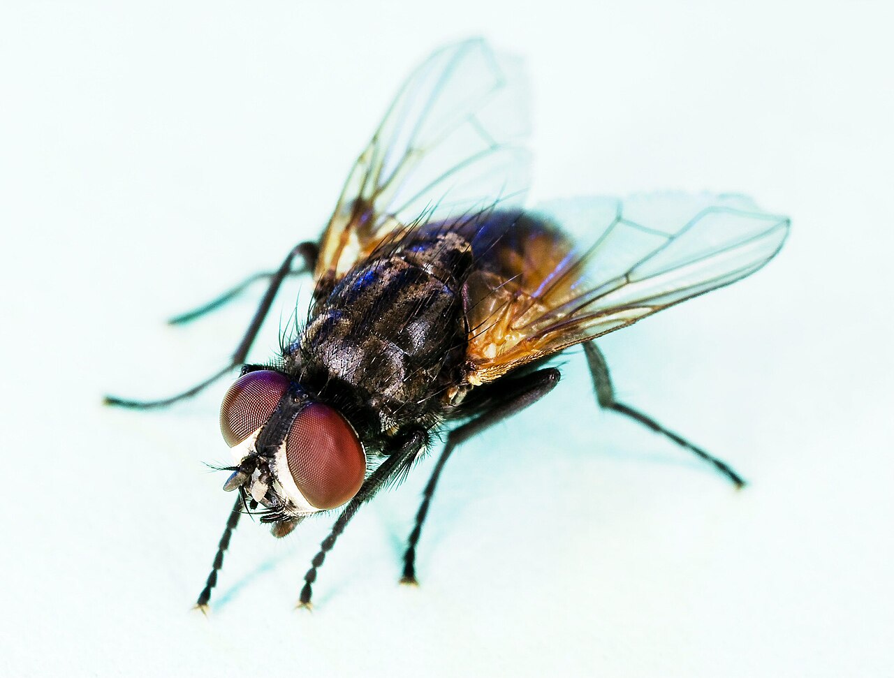 Stubenfliege (Musca domestica)