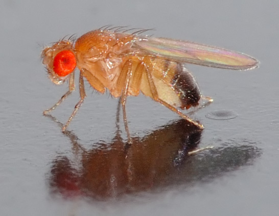 Taufliege (Drosophila melanogaster)