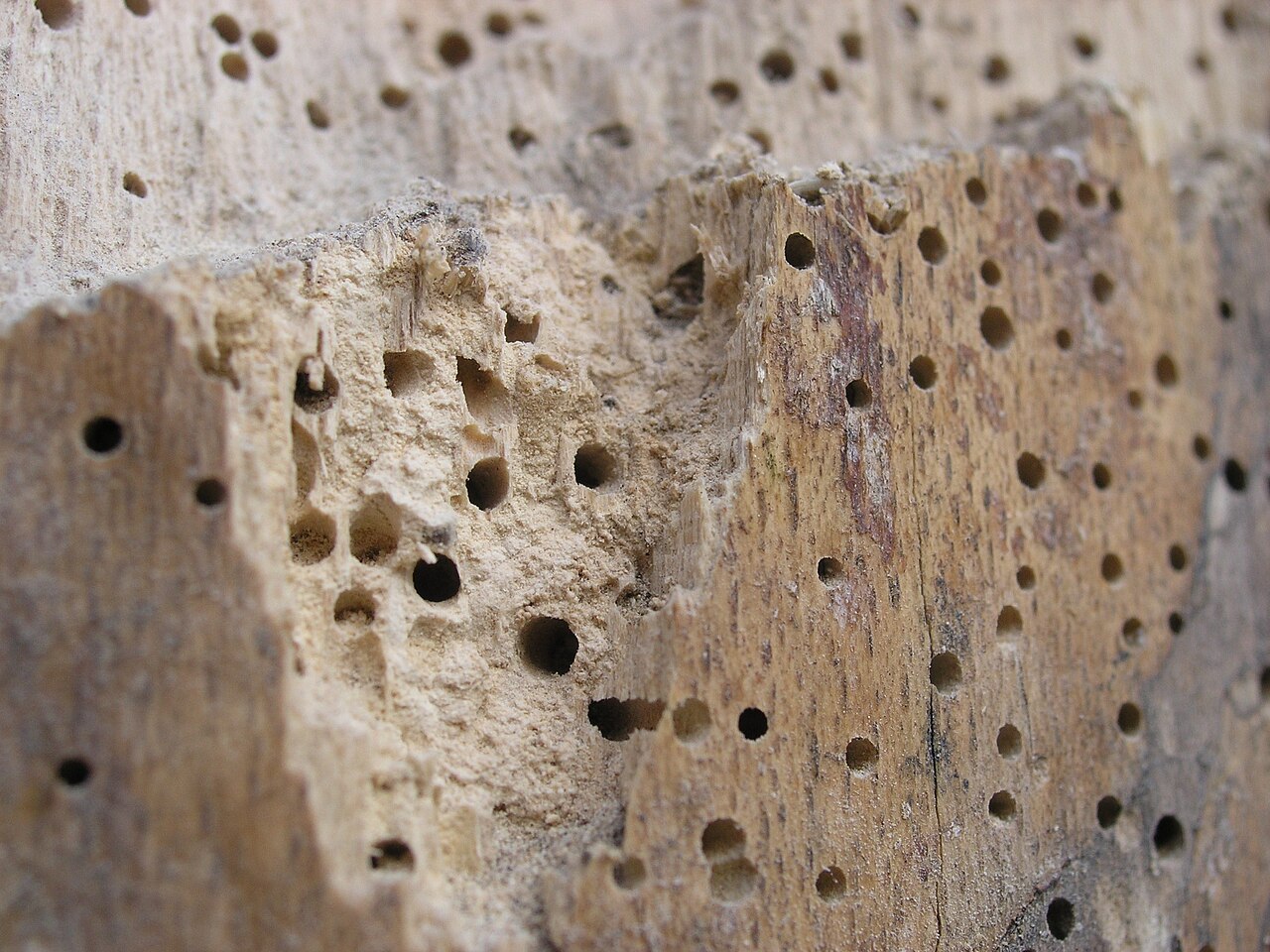 Ausfluglöcher des Gewöhnlichen Nagekäfers („Holzwurm“)