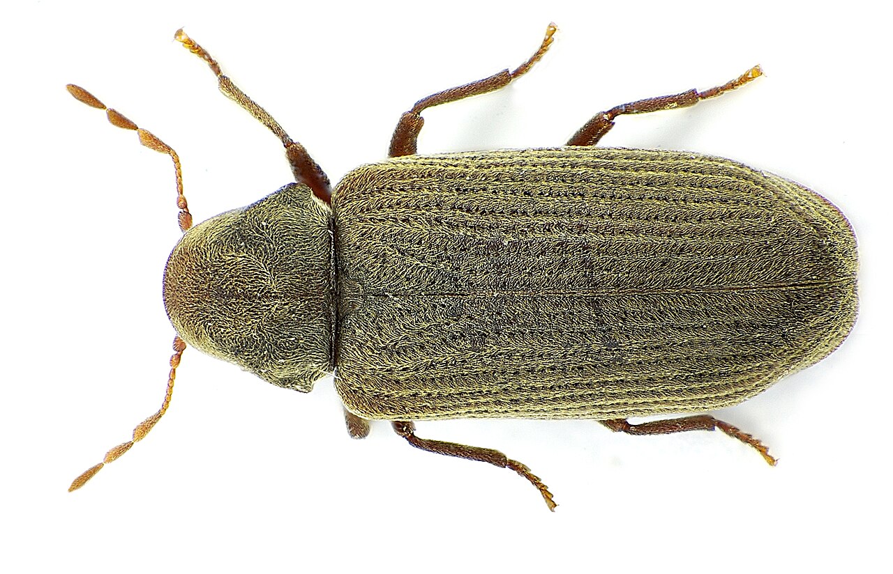 Gewöhnlicher Nagekäfer (Anobium punctatum)