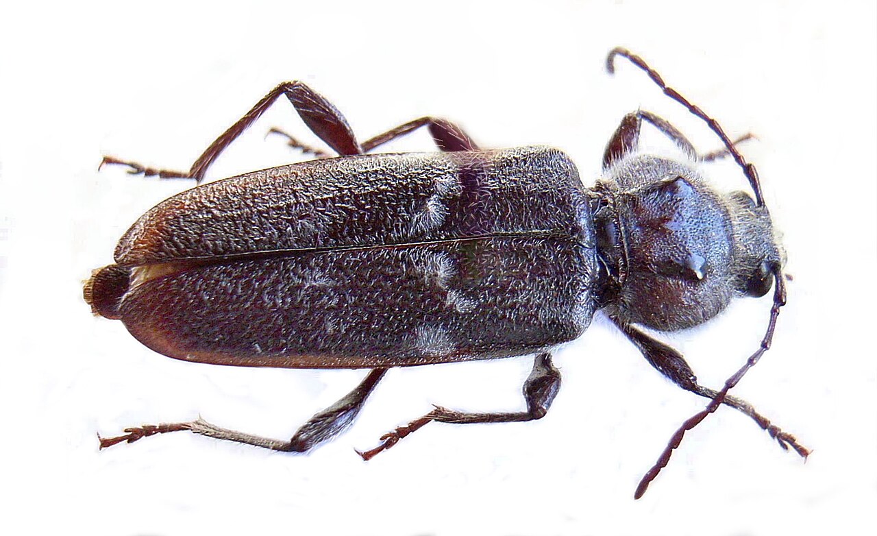 Hausbock (Hylotrupes bajulus)