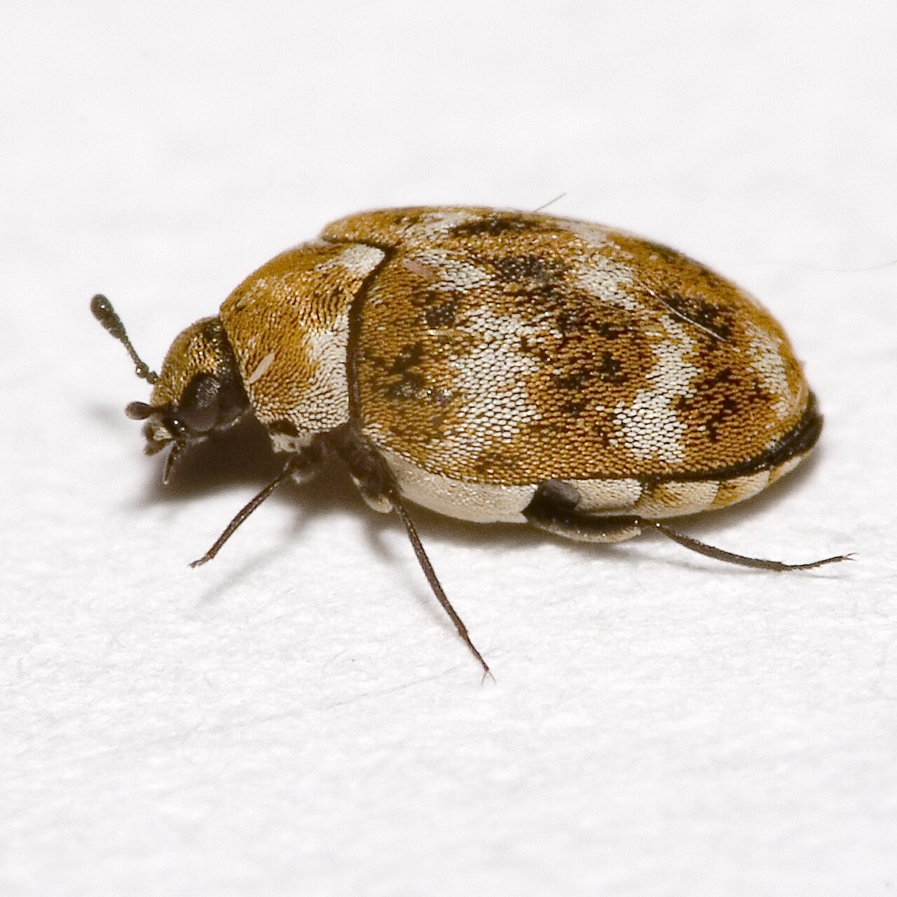 Wollkrautblütenkäfer (Anthrenus verbasci), ein häufiger Teppichkäfer