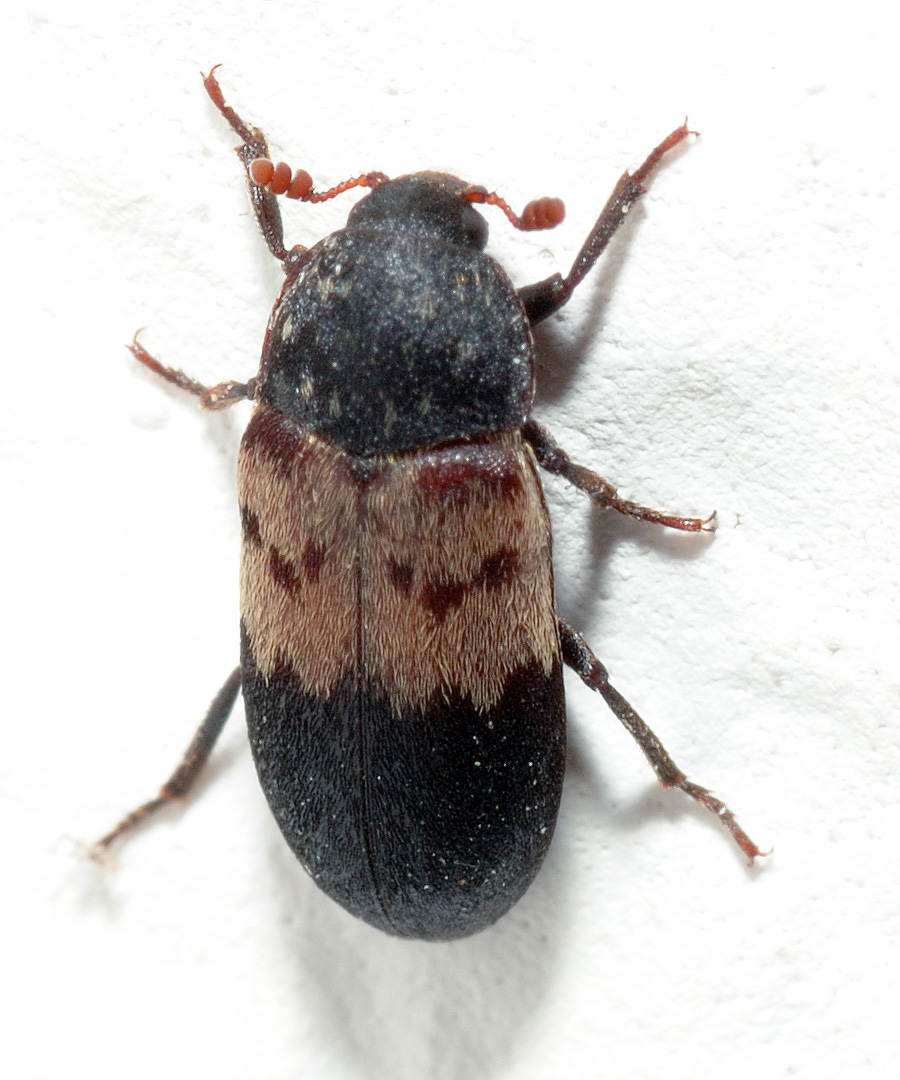 Gemeiner Speckkäfer (Dermestes lardarius)