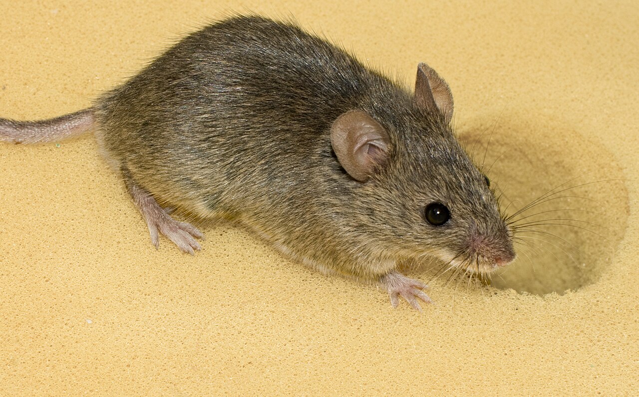 Hausmaus (Mus musculus)
