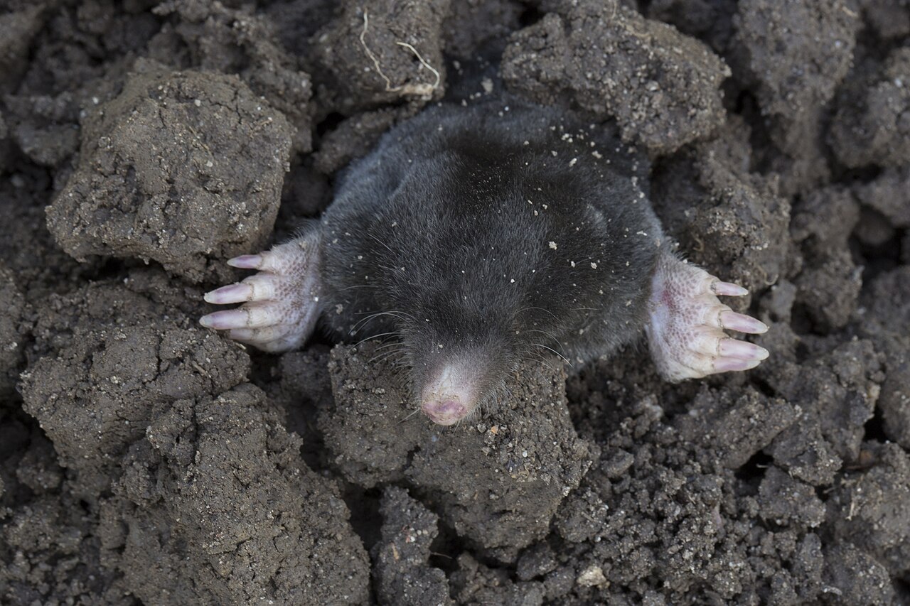 Europäischer Maulwurf (Talpa europaea)
