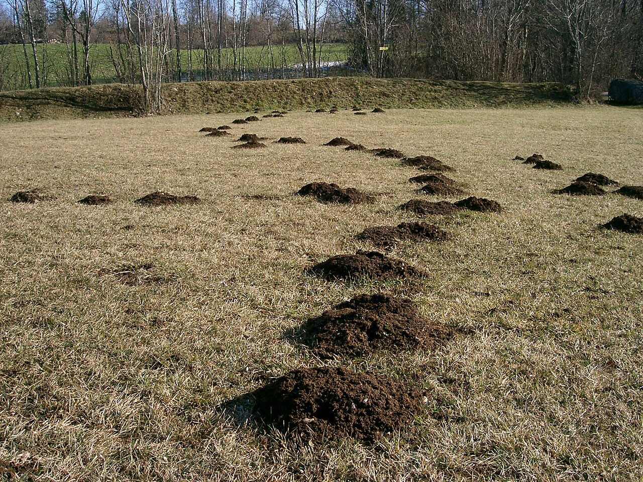 Maulwurfshügel auf einer Wiese