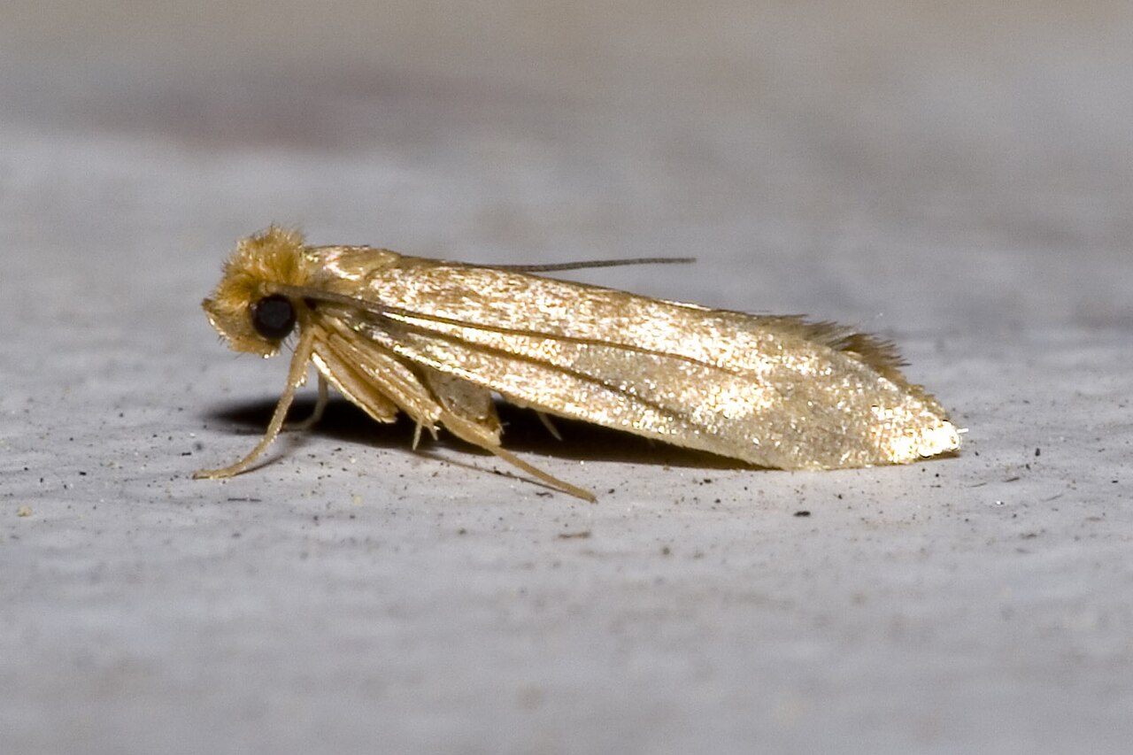 Kleidermotte (Tineola bisselliella)