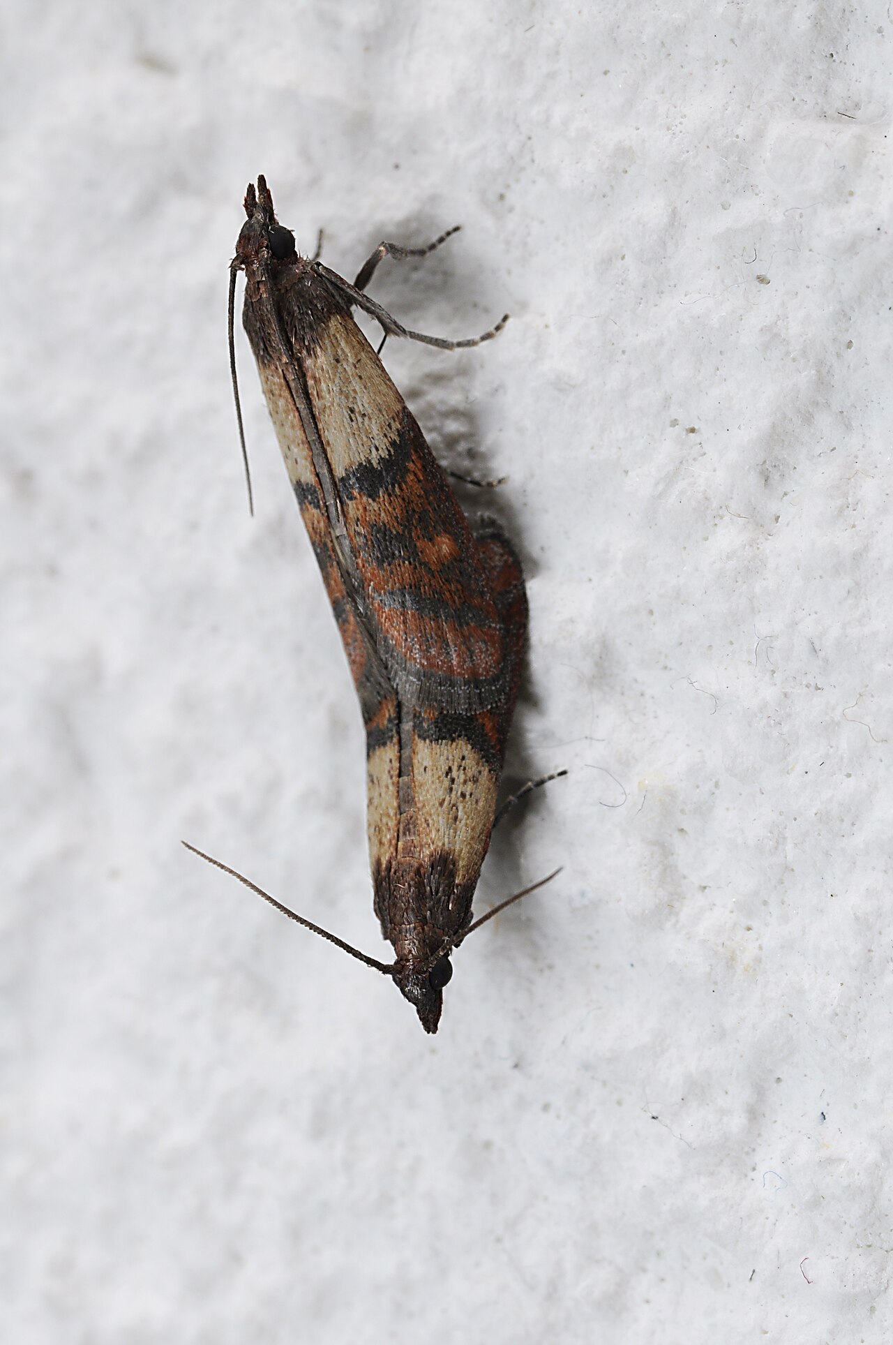 Dörrobstmotten (Plodia interpunctella)