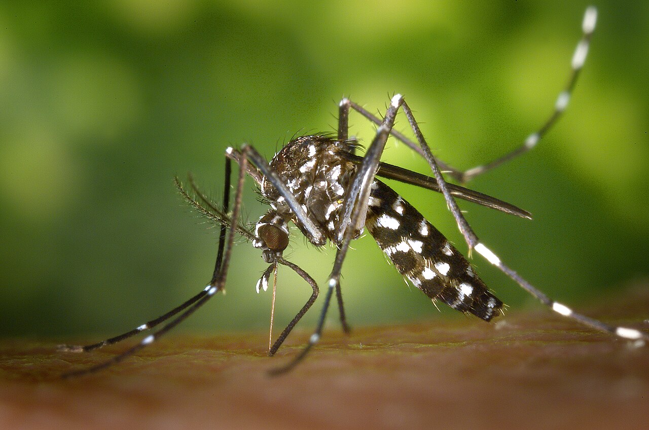 Asiatische Tigermücke (Aedes albopictus) beim Blutsaugen