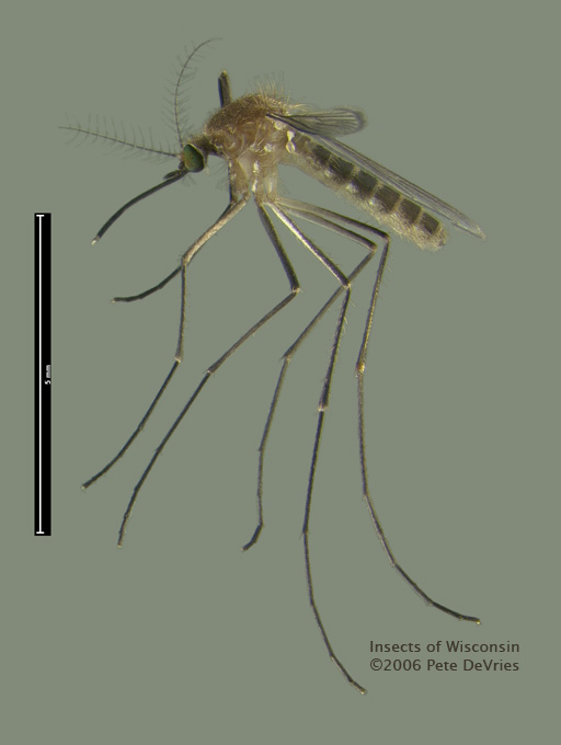 Gemeine Stechmücke (Culex pipiens)