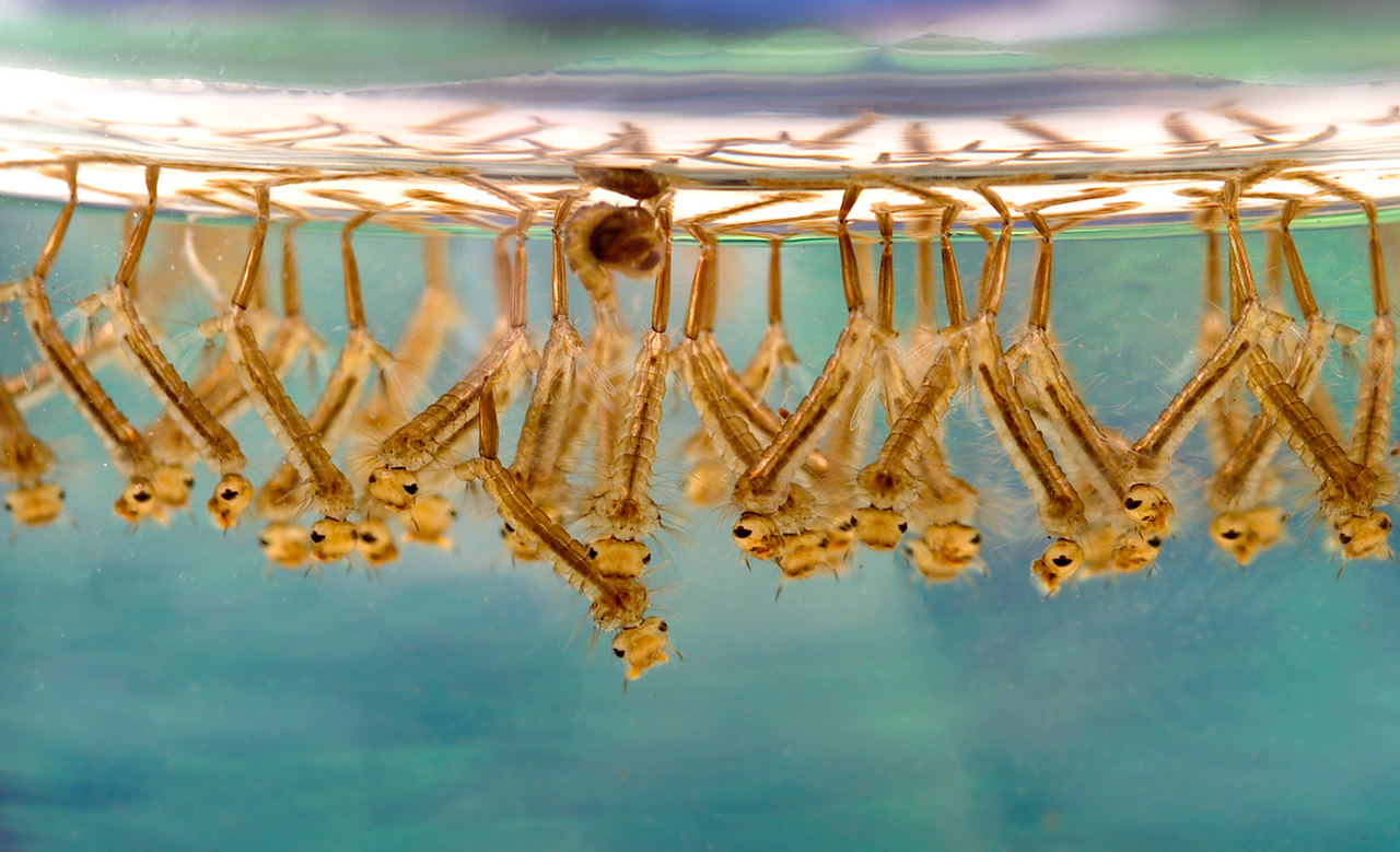 Stechmückenlarven an der Wasseroberfläche