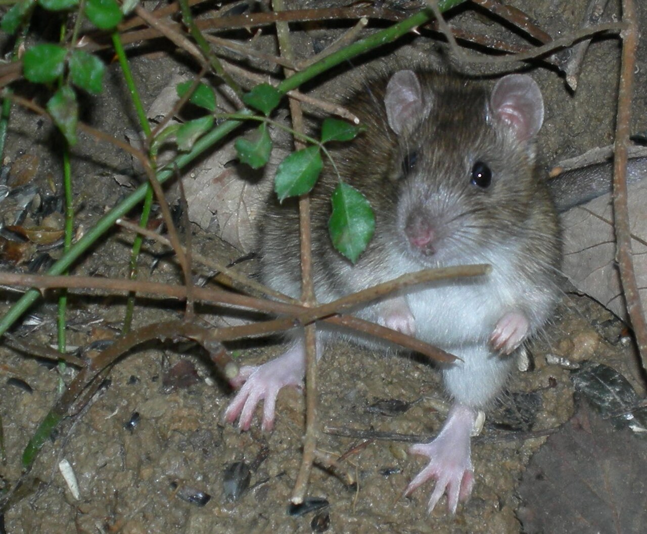 Wanderratte (Rattus norvegicus)