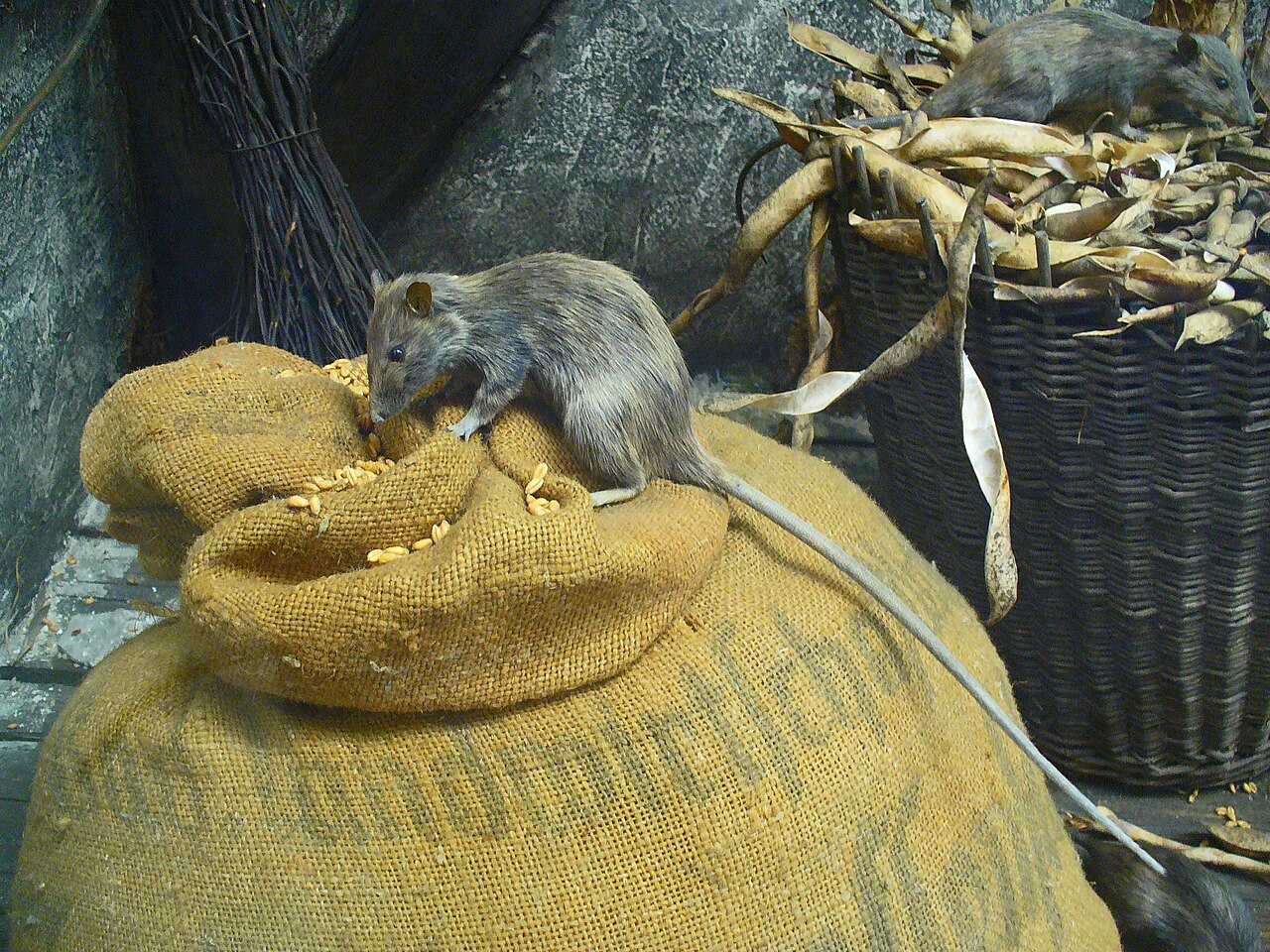 Hausratte (Rattus rattus)