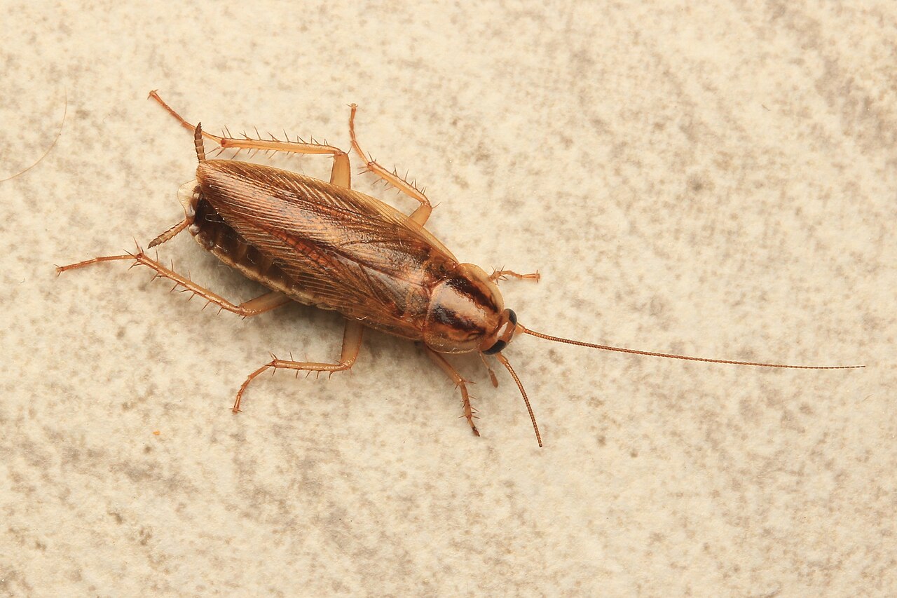 Deutsche Schabe (Blattella germanica)