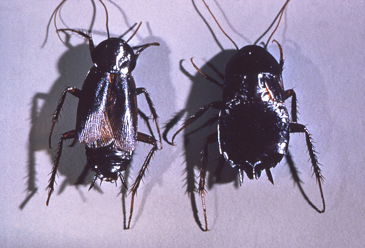 Orientalische Schabe (Blatta orientalis)