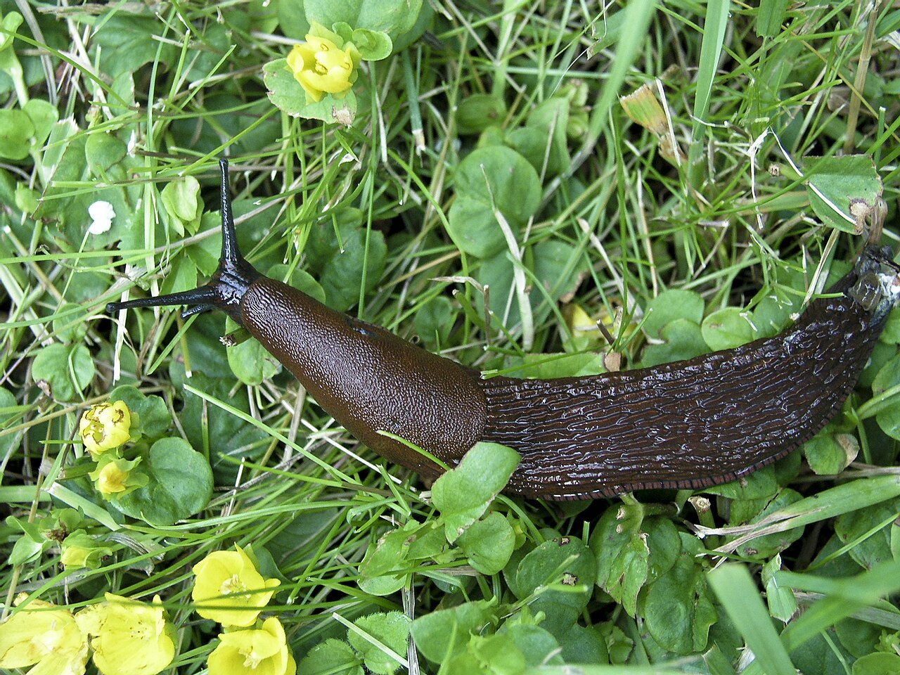 Spanische Wegschnecke (Arion vulgaris)
