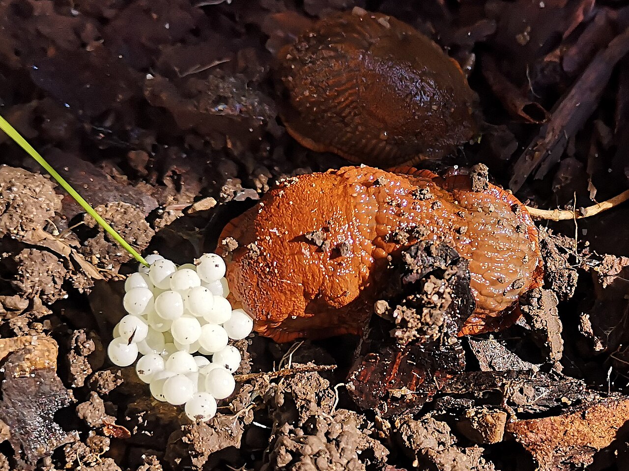 Spanische Wegschnecke mit Gelege