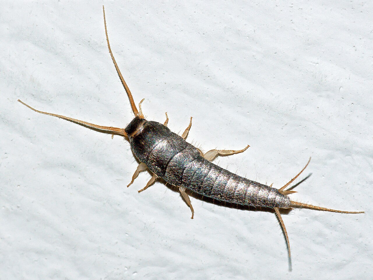 Silberfischchen (Lepisma saccharinum)