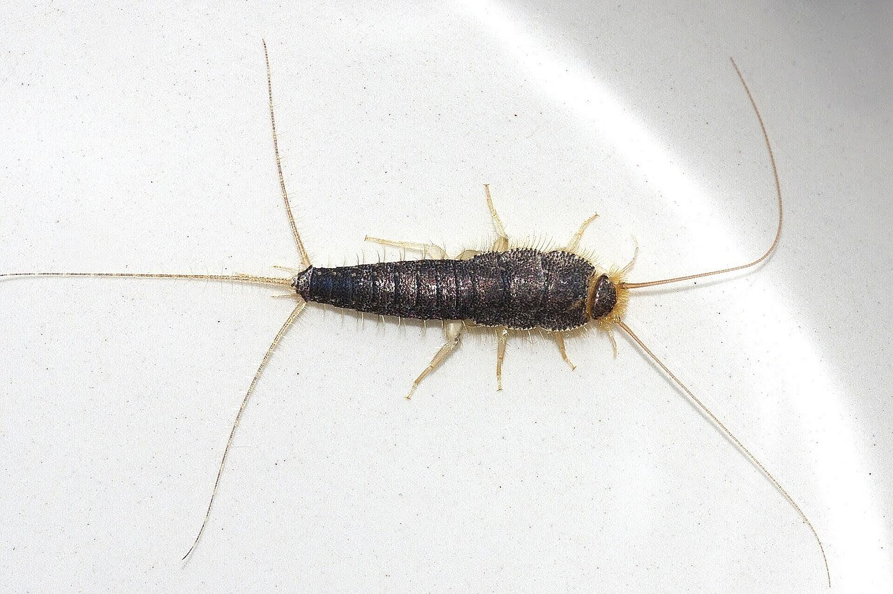 Papierfischchen (Ctenolepisma longicaudata)