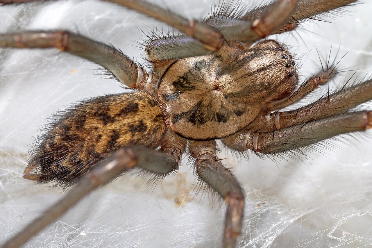 Große Winkelspinne (Eratigena atrica)