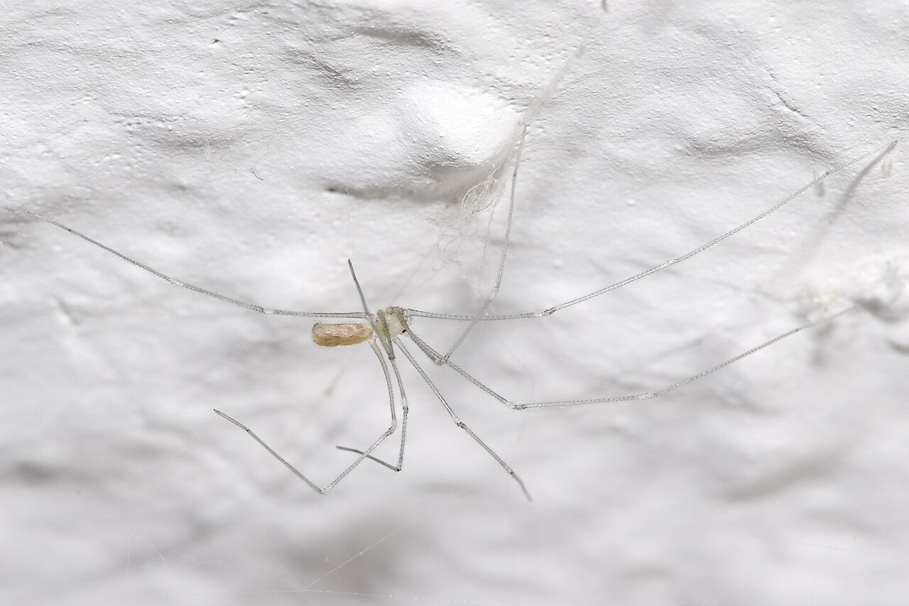 Große Zitterspinne (Pholcus phalangioides)