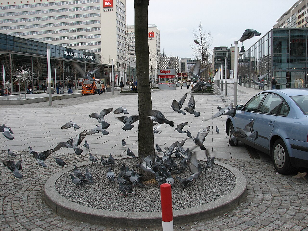 Stadttauben auf einem Platz