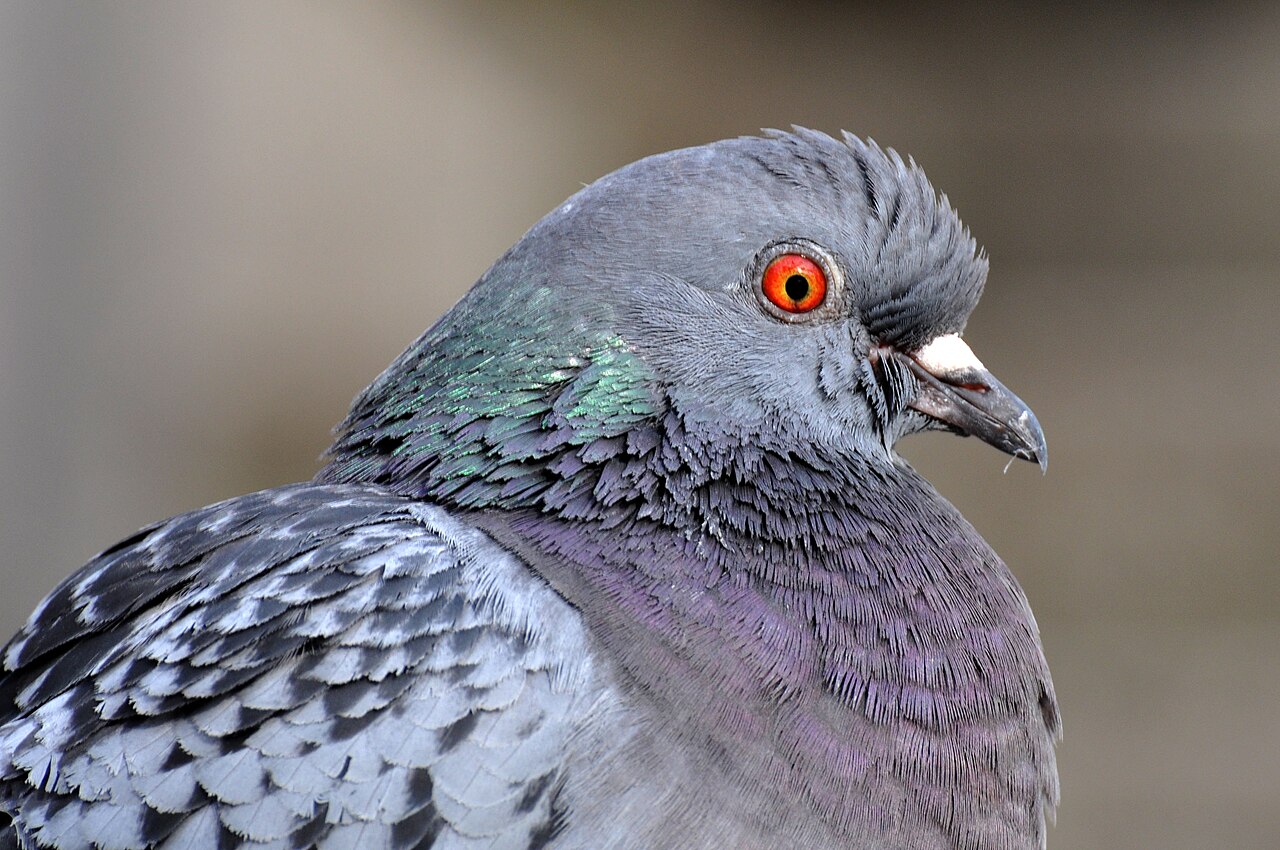Stadttaube (Columba livia f. domestica)