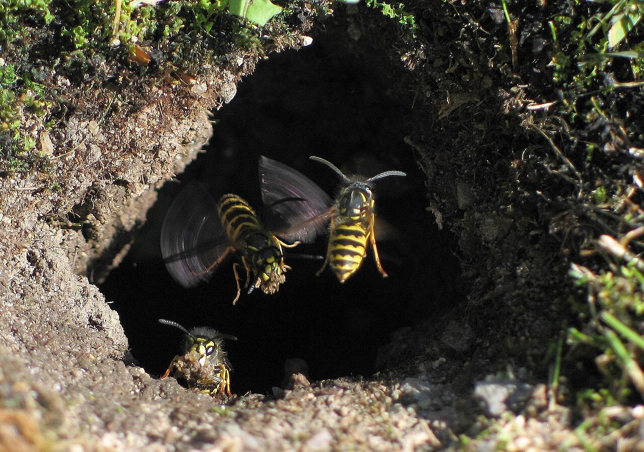 Gemeine Wespe (Vespula vulgaris)