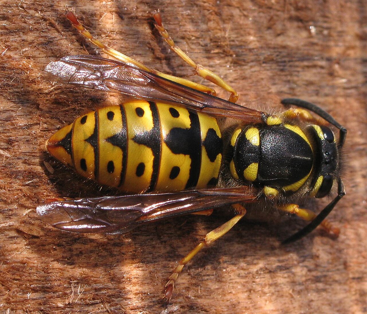 Königin der Deutschen Wespe (Vespula germanica)