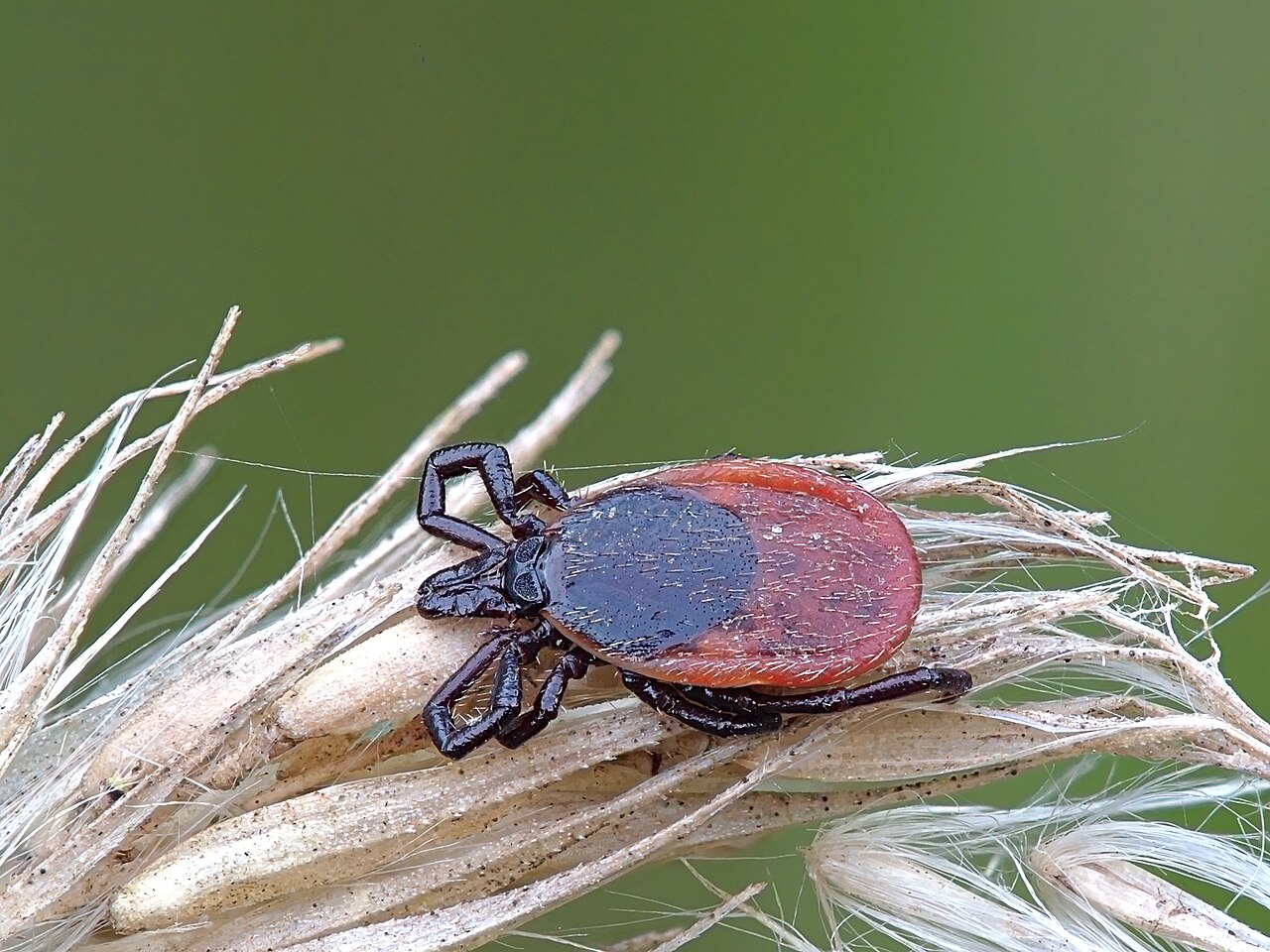 Gemeiner Holzbock (Ixodes ricinus) auf einem Grashalm
