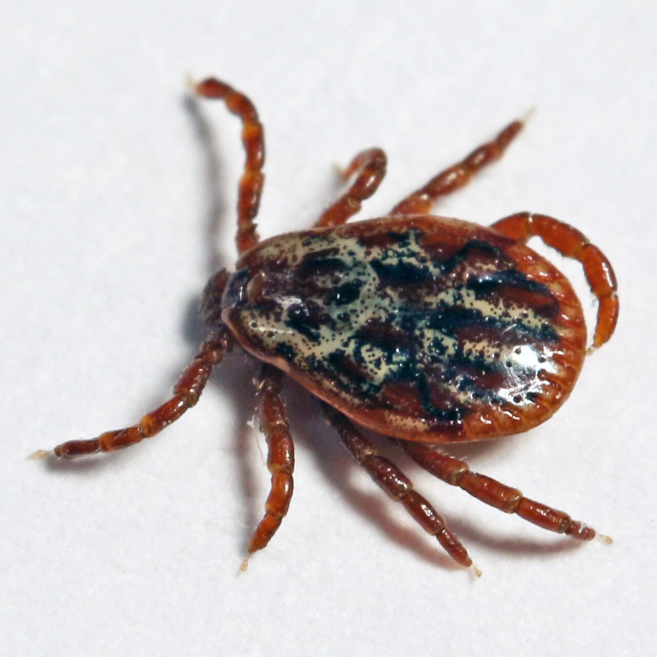 Auwaldzecke (Dermacentor reticulatus)